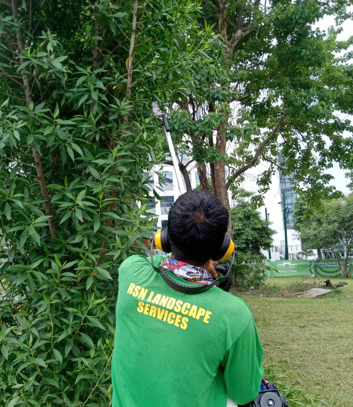 RSN tree-servicing worker pruning dense vegetation with a pole tool