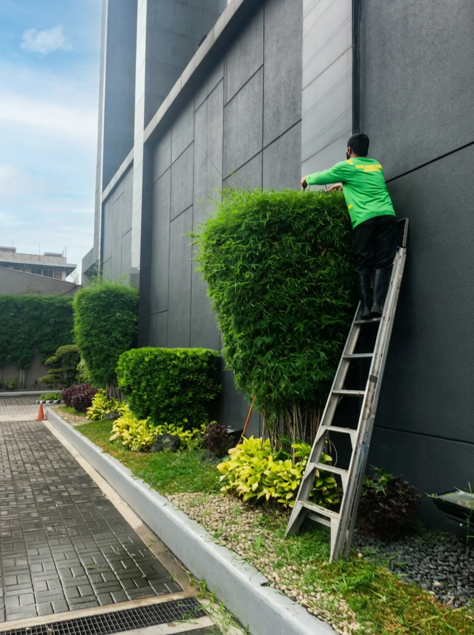 RSN crew shaping mature topiary