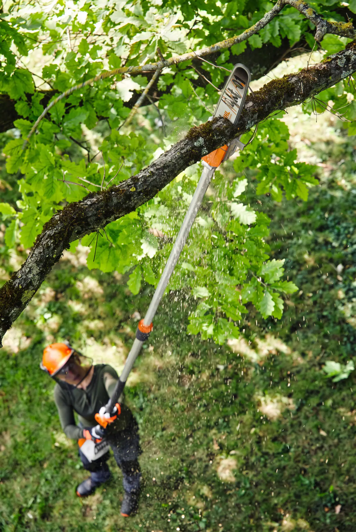 Professional arborist pruning a mature tree with a pole saw