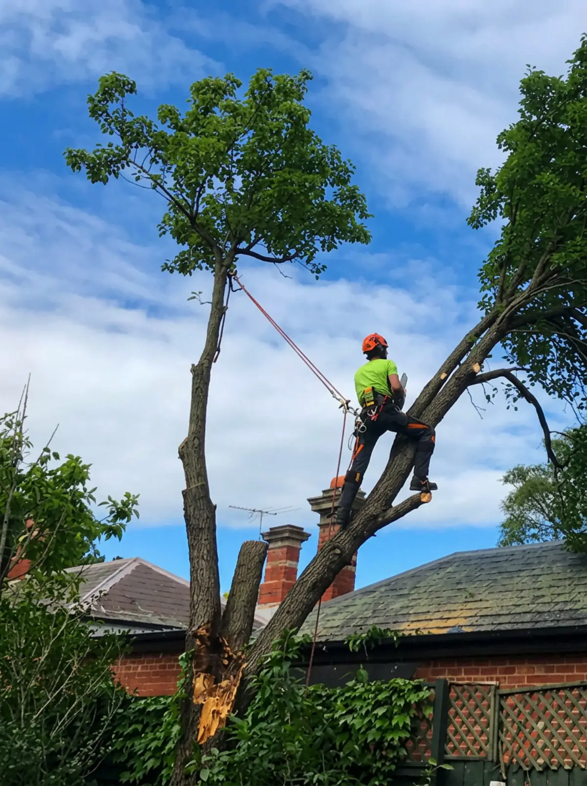 Professional arborist completing elevated tree care with climbing ropes