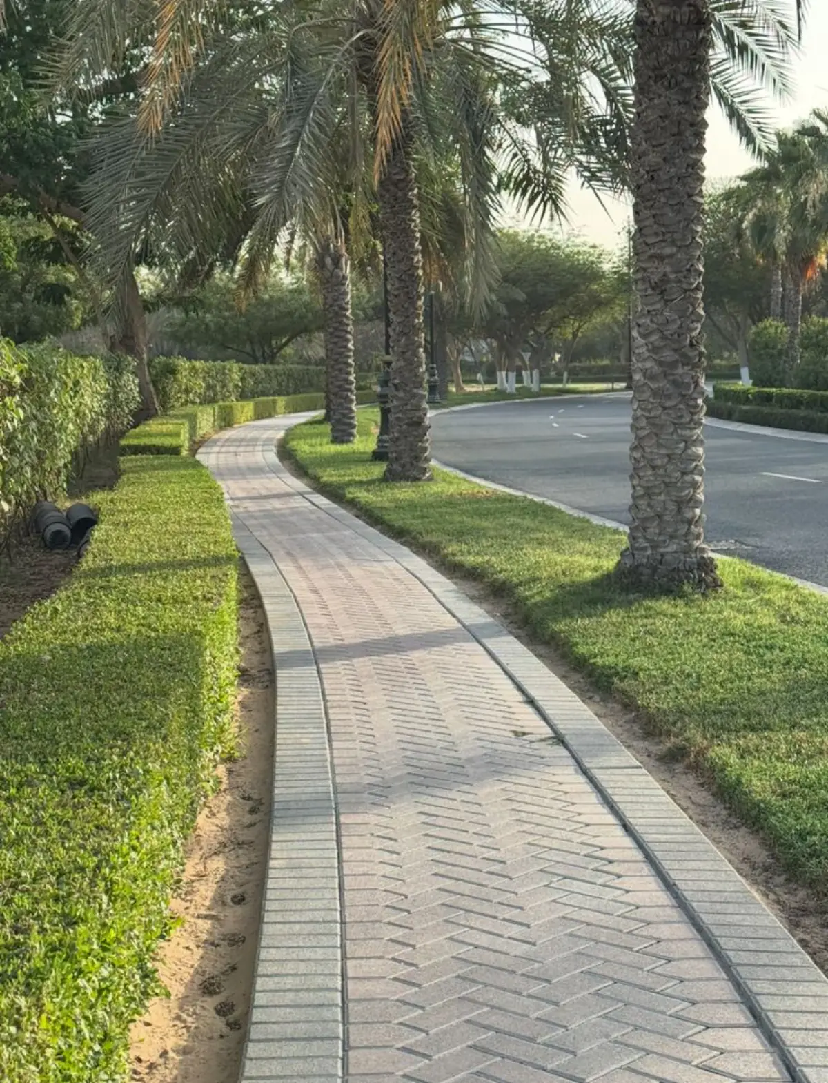 Palm-lined paved walkway with precise landscape edging